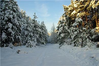 《森林》Steam新史低仅售7元 在线人数破9.7万